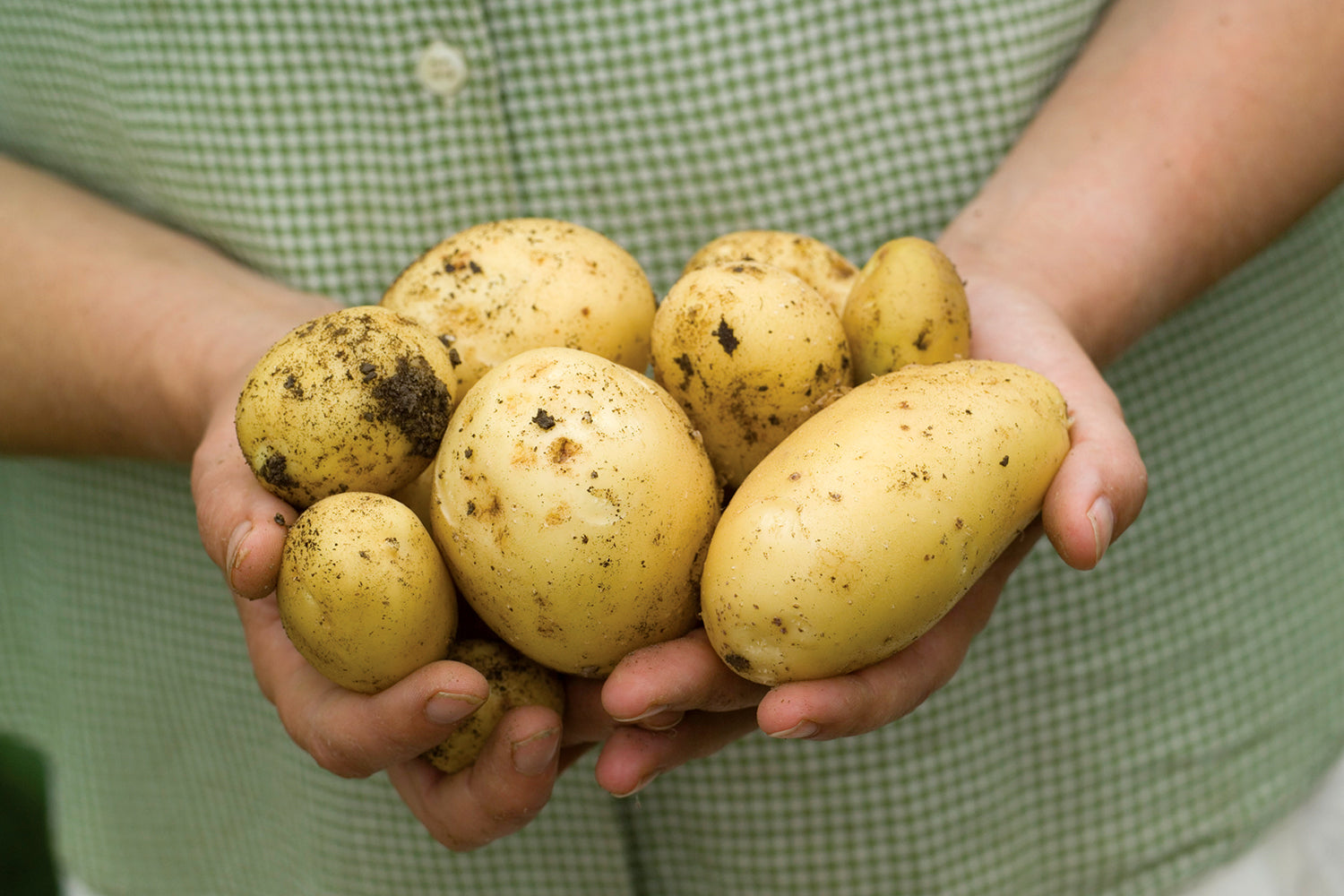 How to plant, grow & care for potatoes