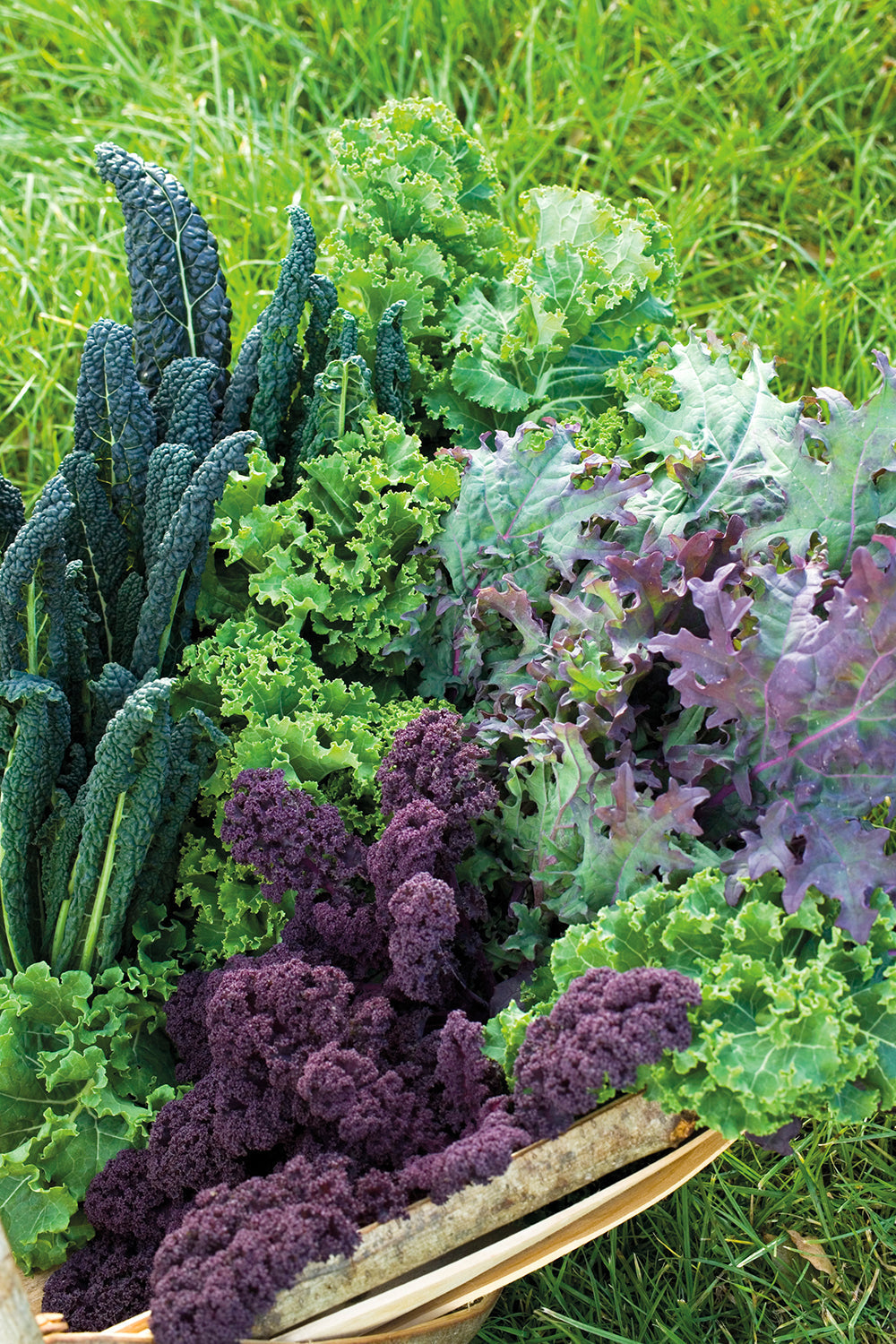 How to plant, grow & care for kale