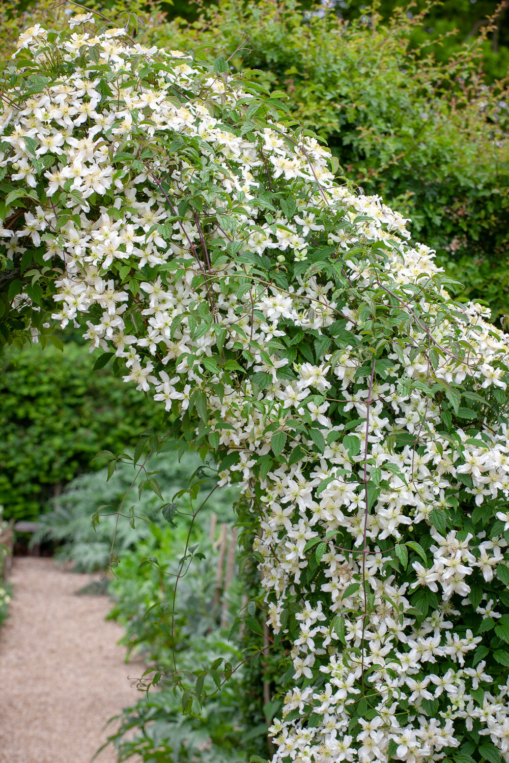 Clematis for every month of the year