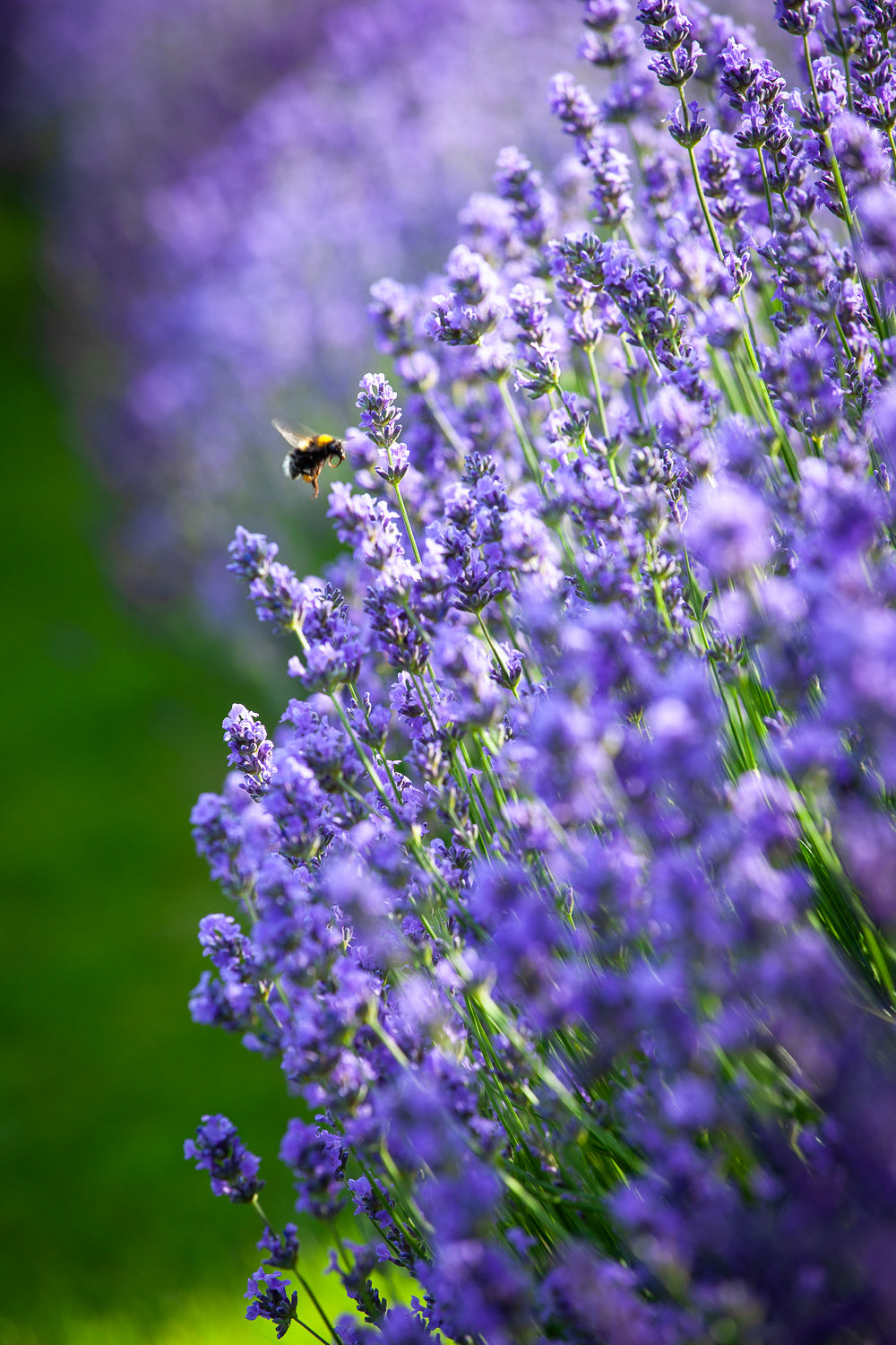 How to plant, grow & care for lavender