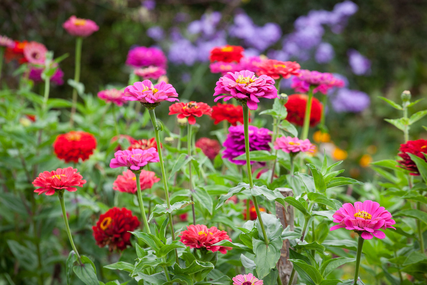 How to plant, grow & care for zinnias