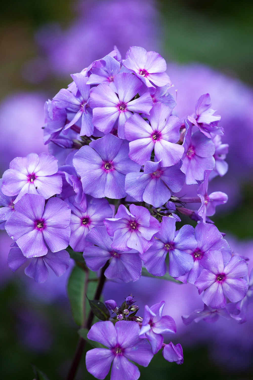How to plant, grow & care for phlox