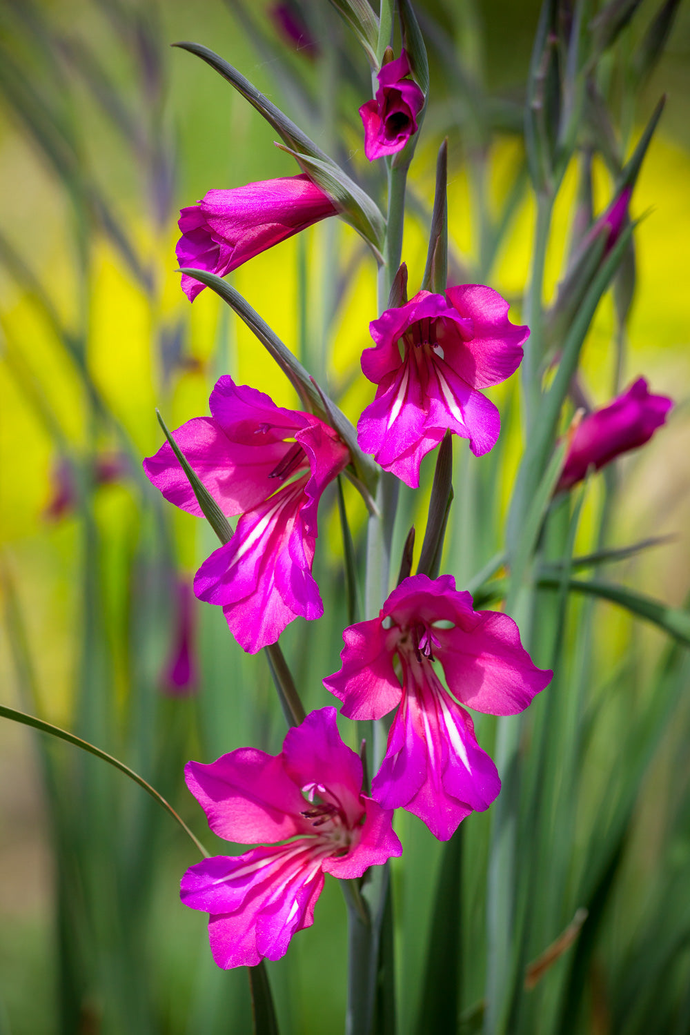 How to plant, grow & care for gladioli