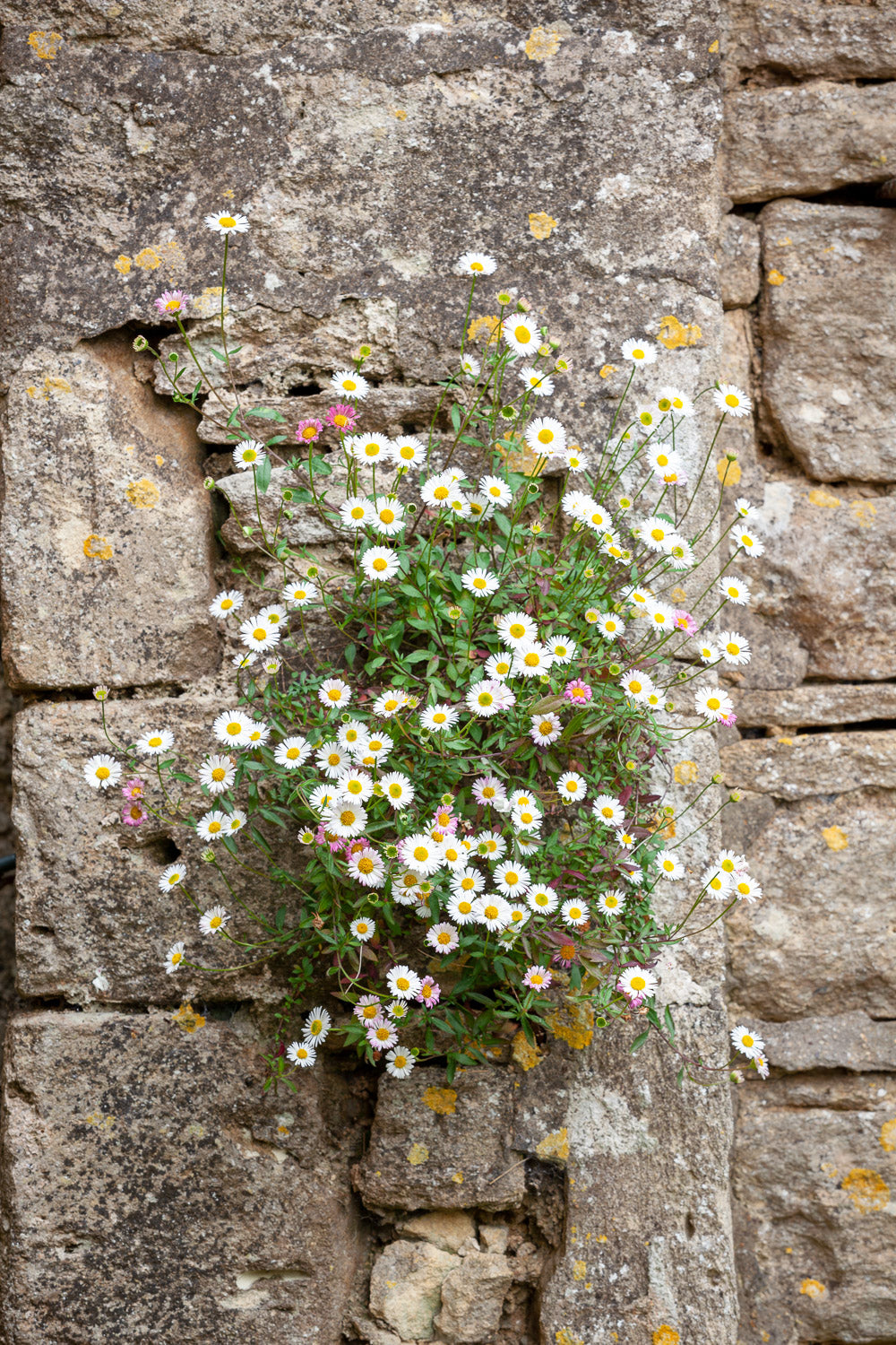 What and how to plant in paving cracks and wall gaps