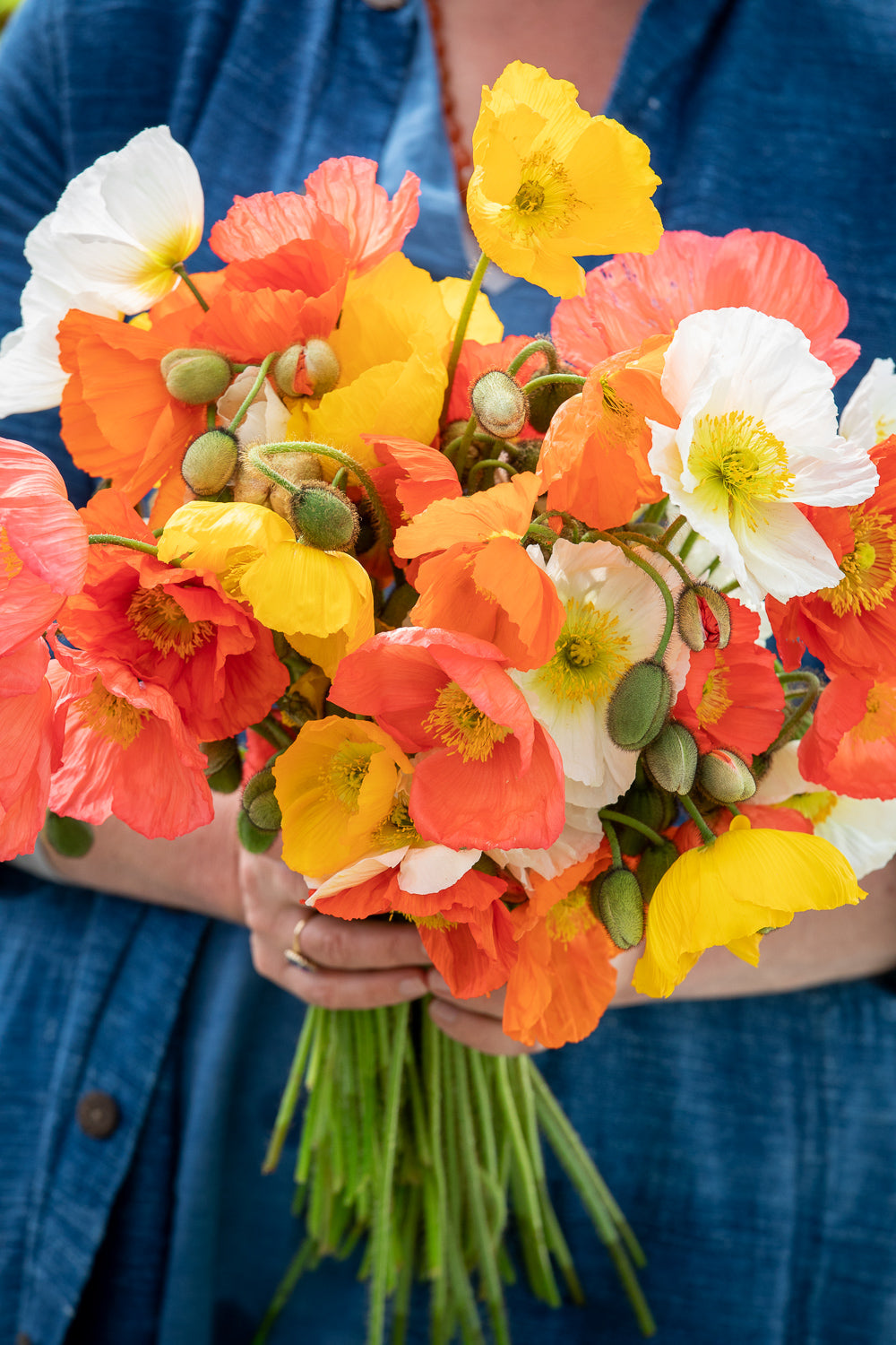How to plant, grow & care for poppies