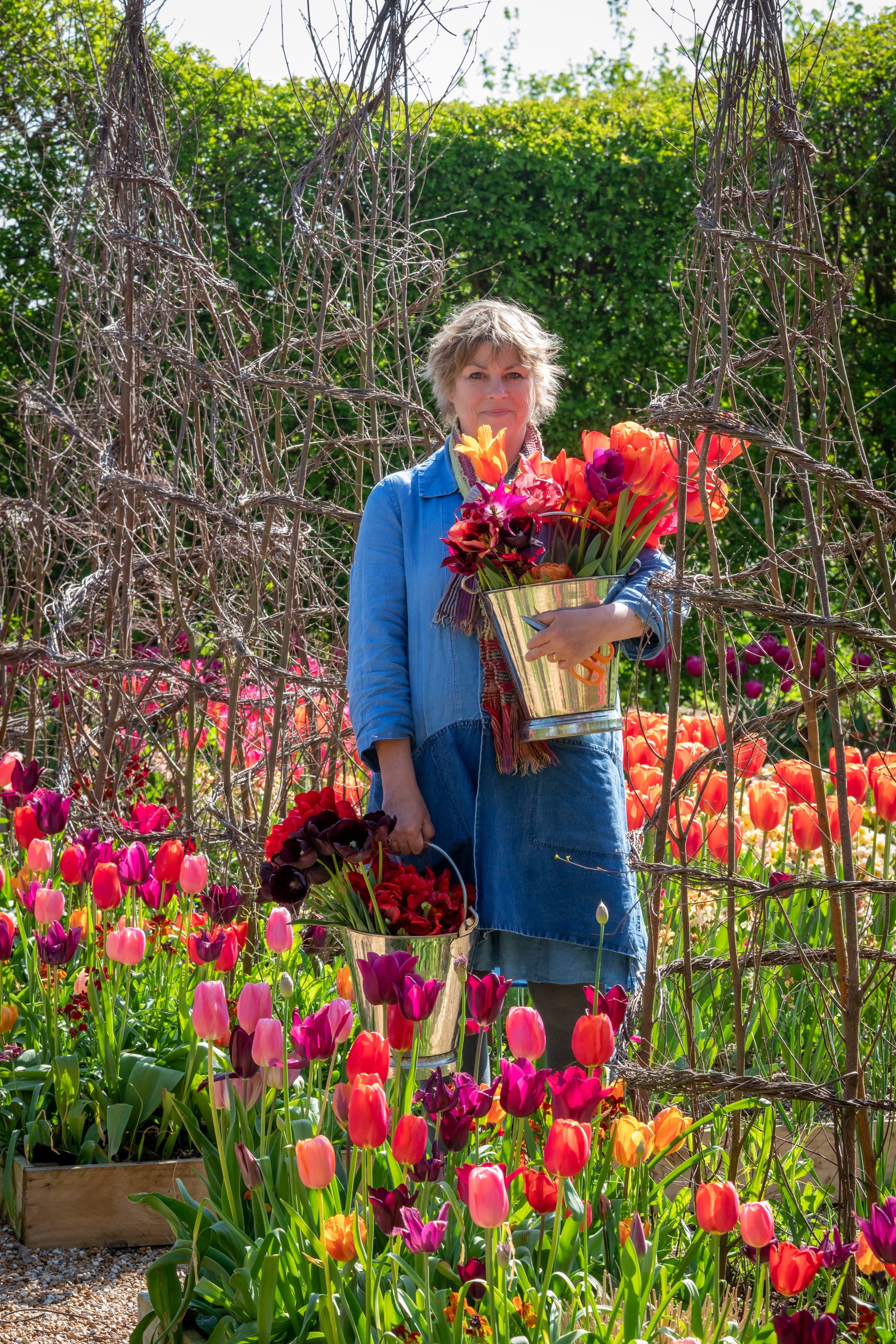 Understanding the 15 different tulip groups