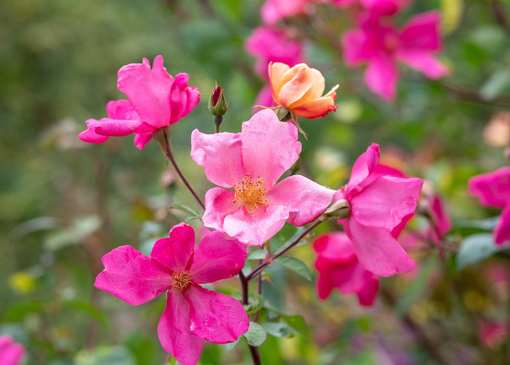 How to plant, grow & care for roses