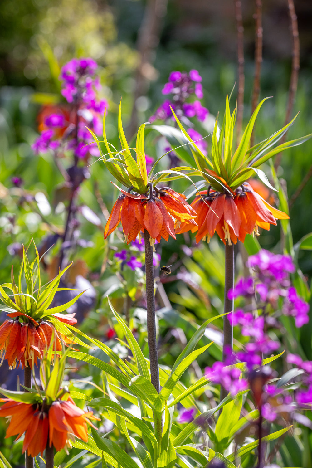 How to plant, grow & care for fritillaries
