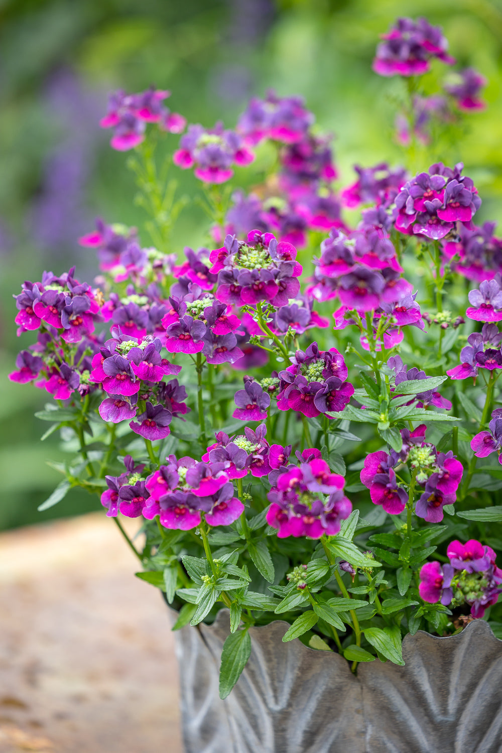 How to plant, grow & care for nemesias