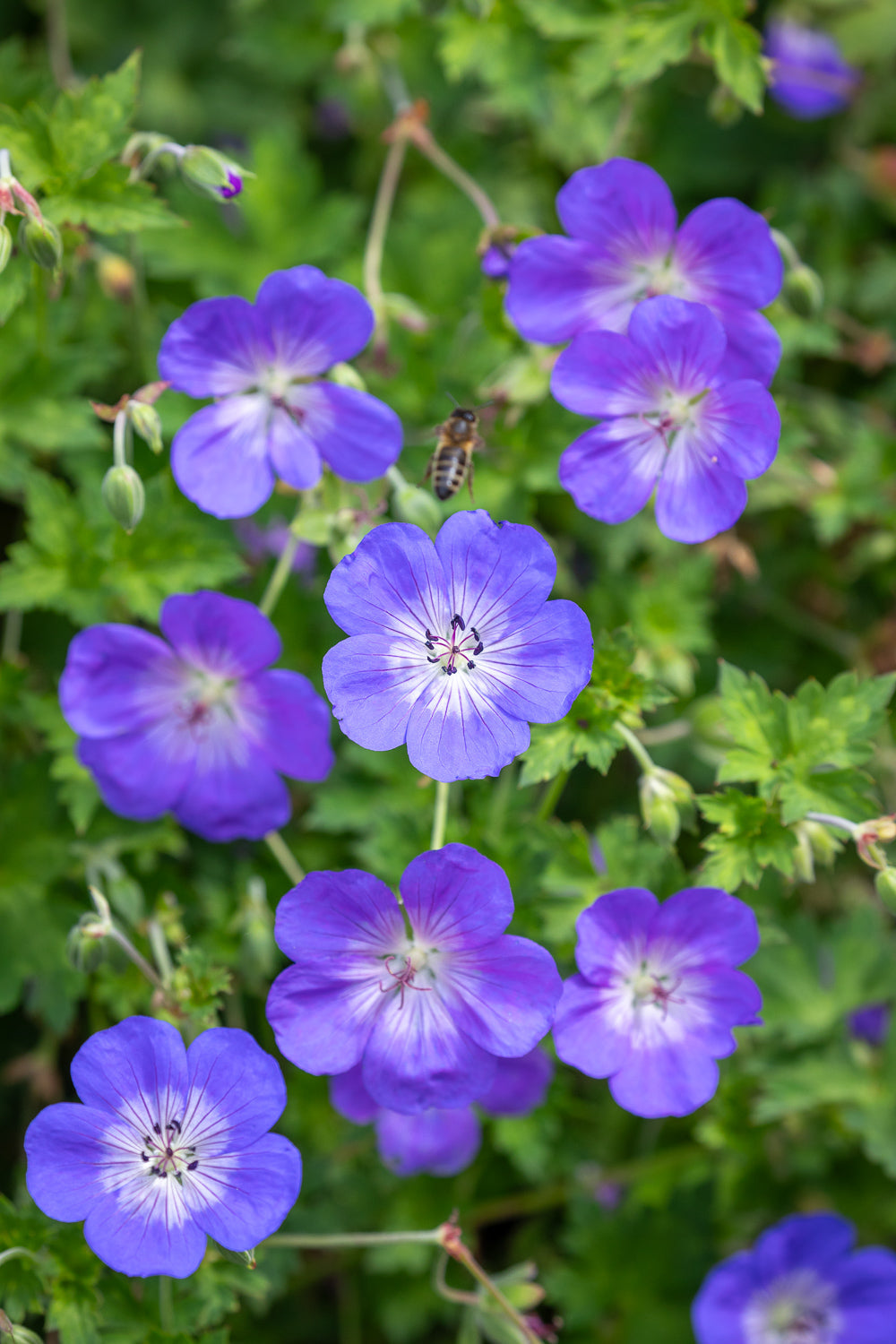How to plant, grow & care for geraniums