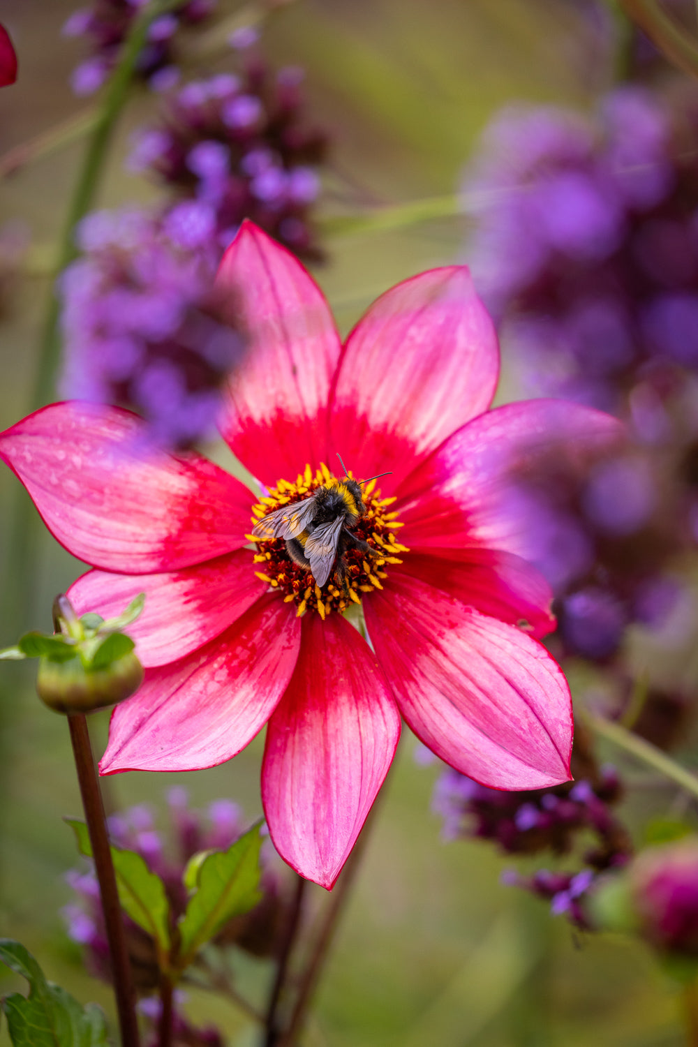 How to plant, grow & care for dahlias