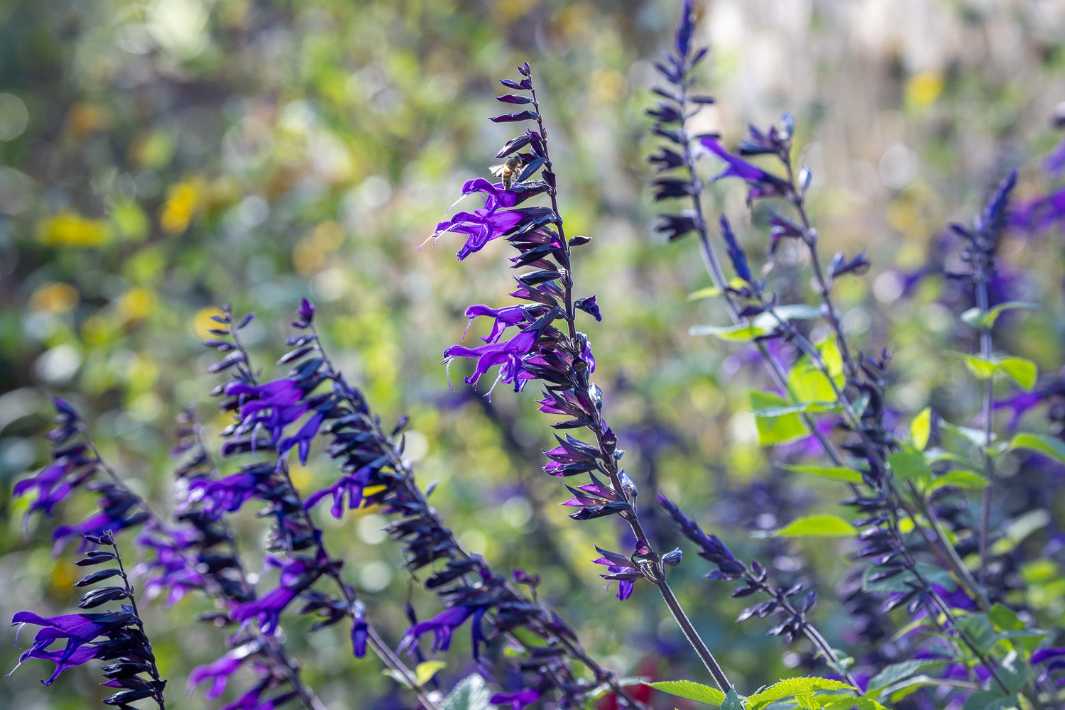 Salvia 'amistad' - why sarah loves this