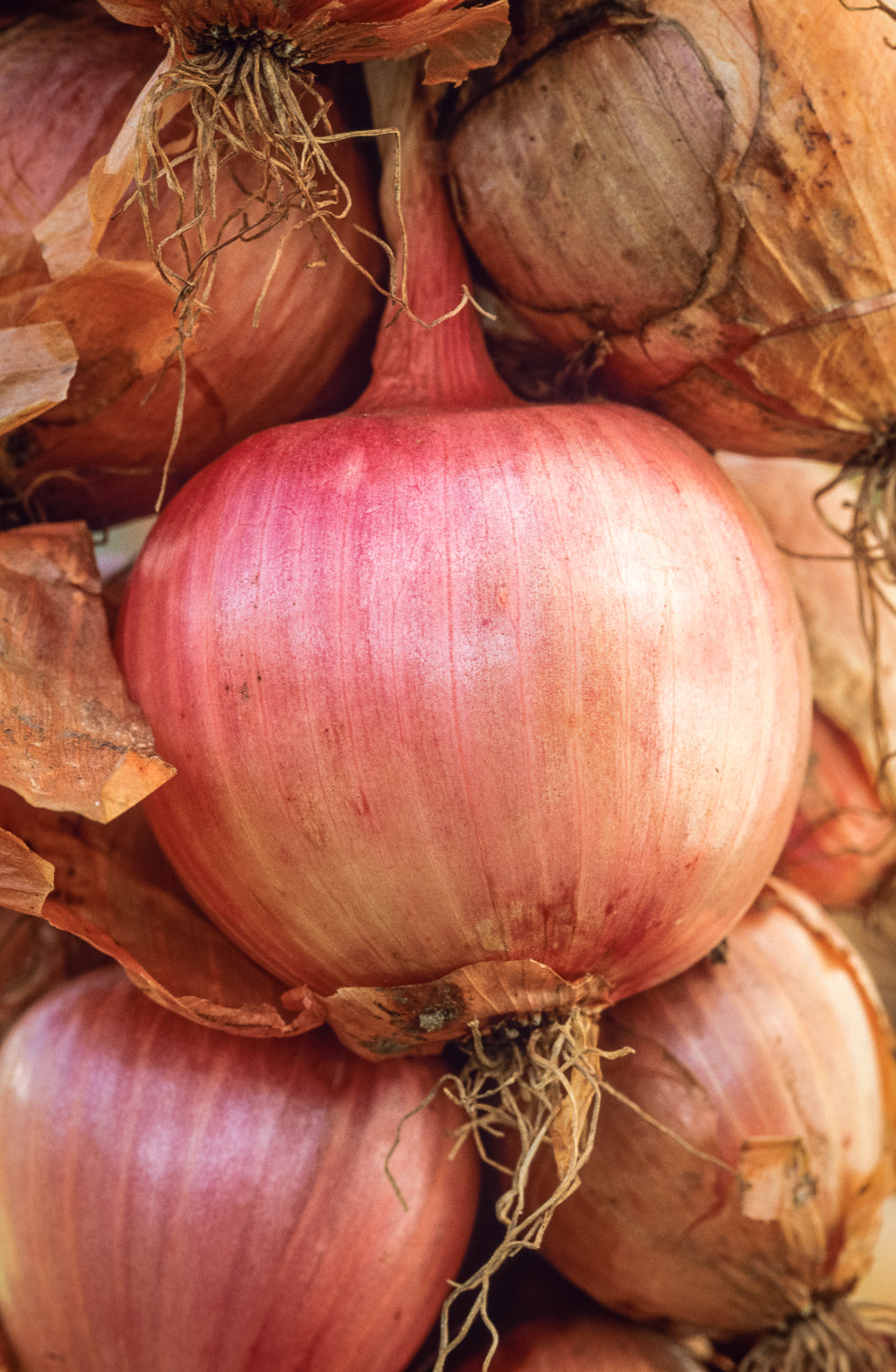How to plant, grow & care for onions
