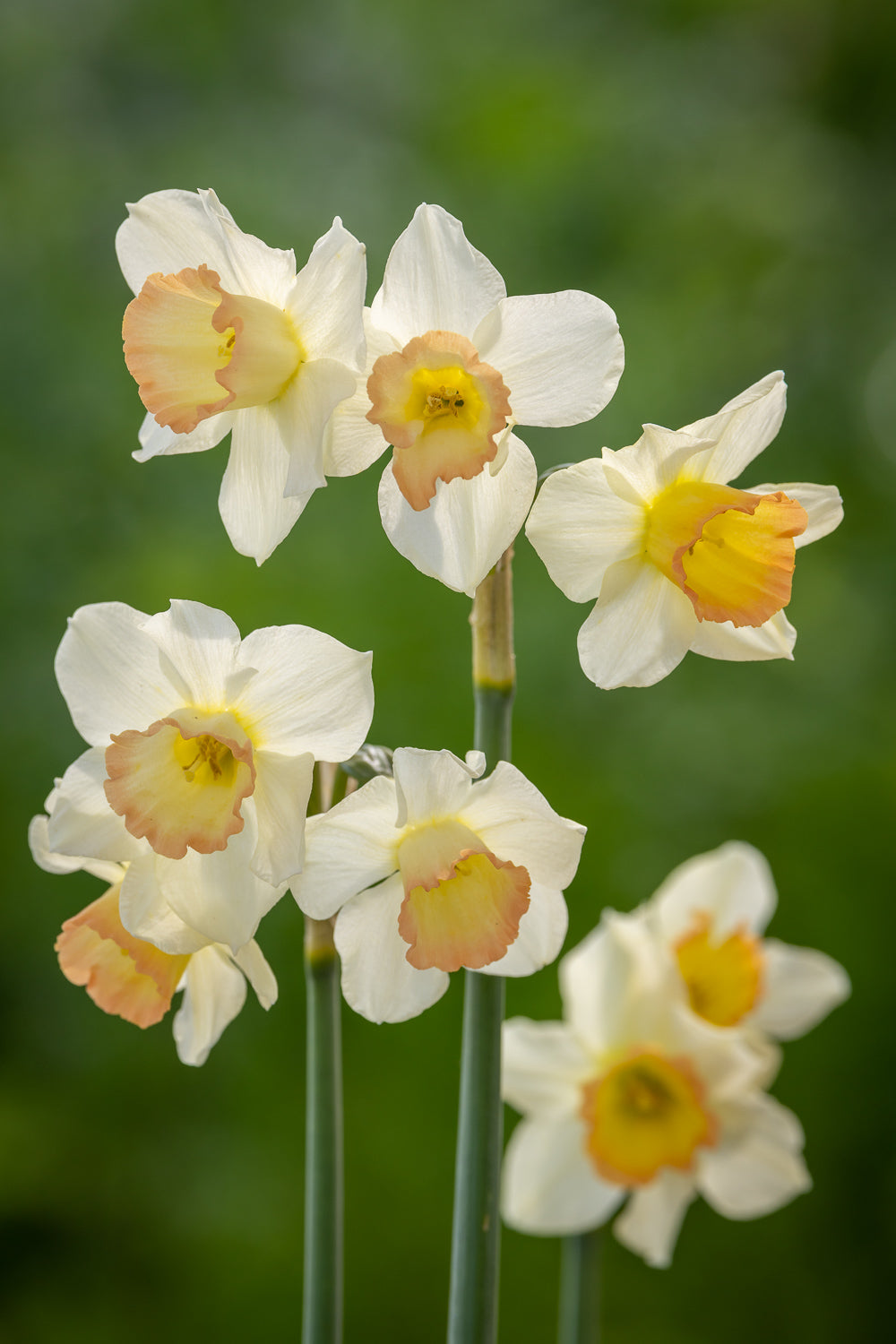 How to plant, grow & care for daffodils (narcissi)