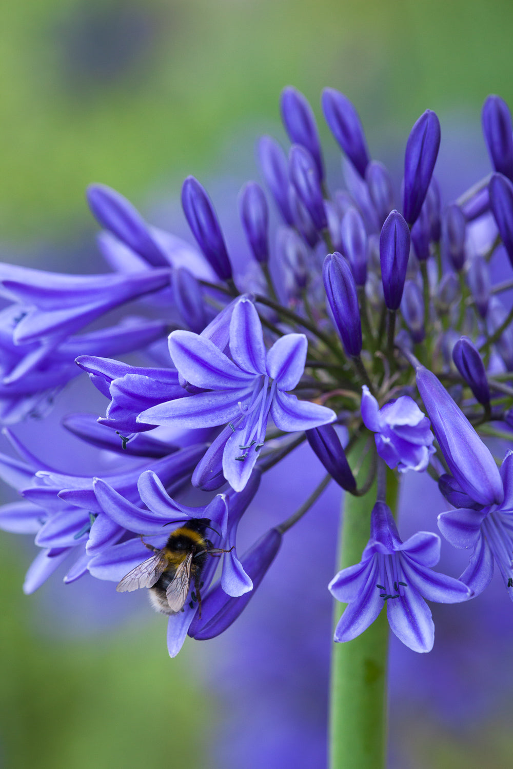 How to plant, grow & care for agapanthus