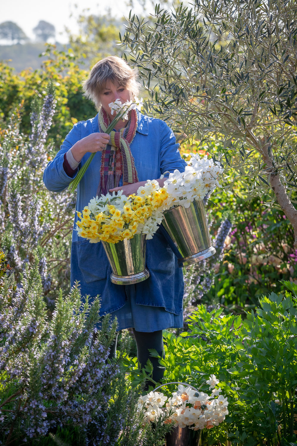 Sarah's favourite narcissi varieties