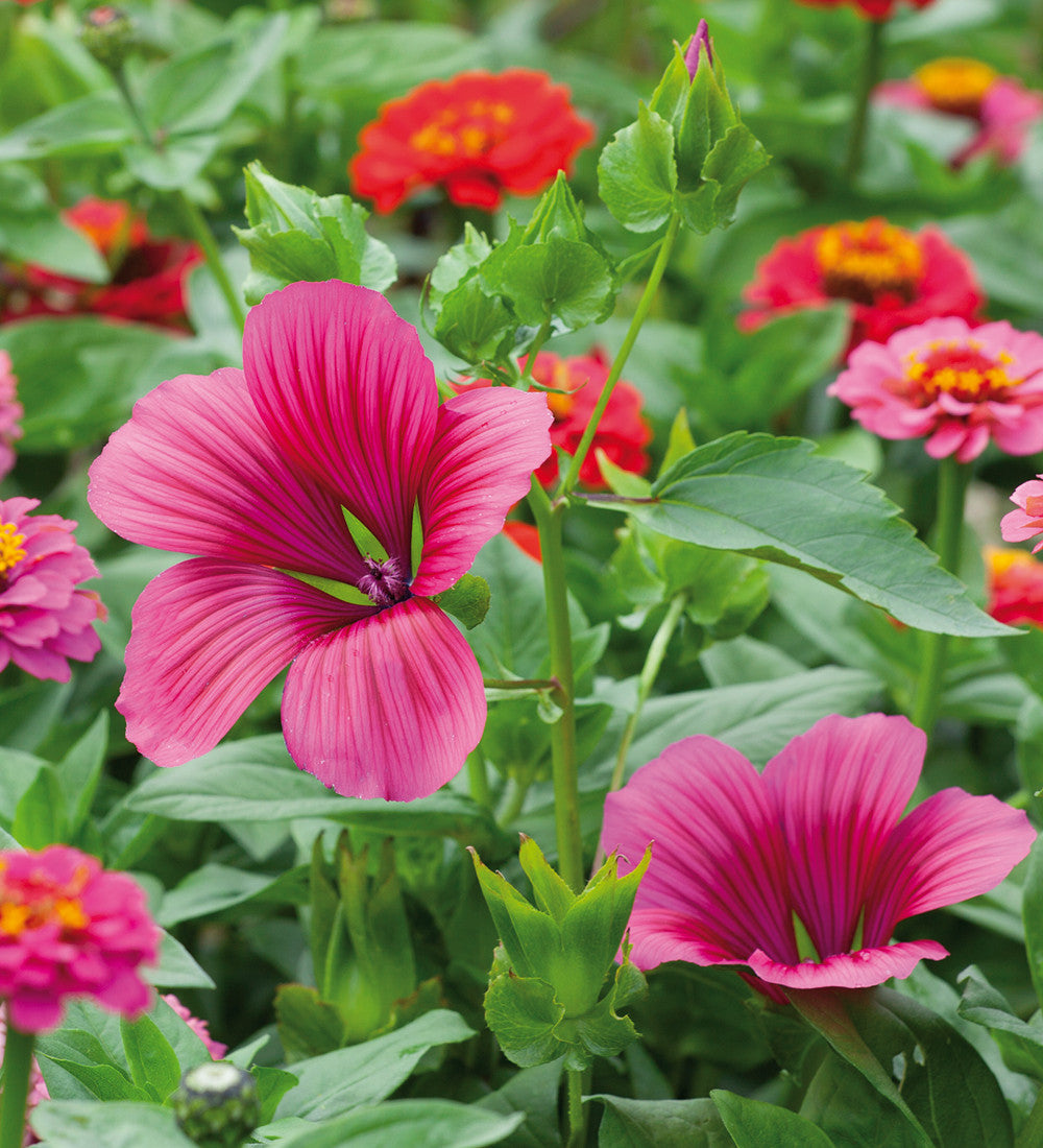 Malope trifida 'Vulcan'
