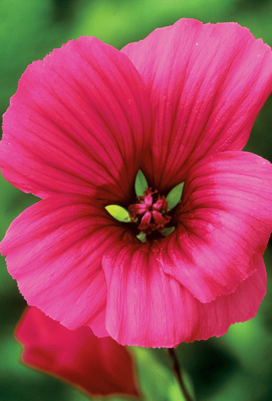 Malope trifida 'Vulcan'