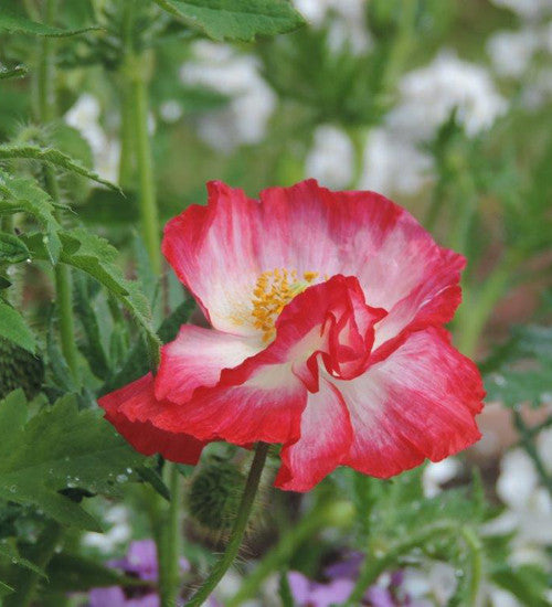 Papaver rhoeas 'Mother of Pearl'