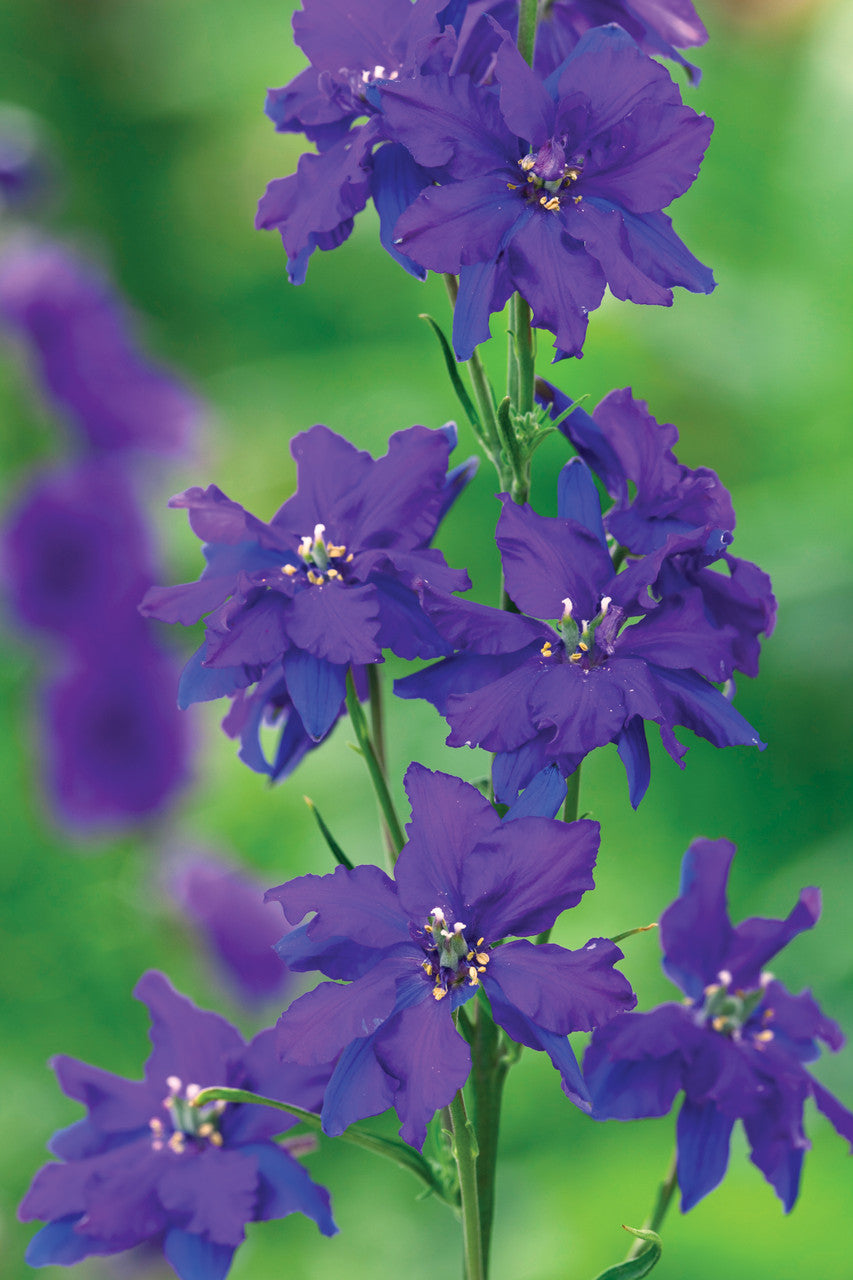 Consolida ajacis 'Dark Blue'