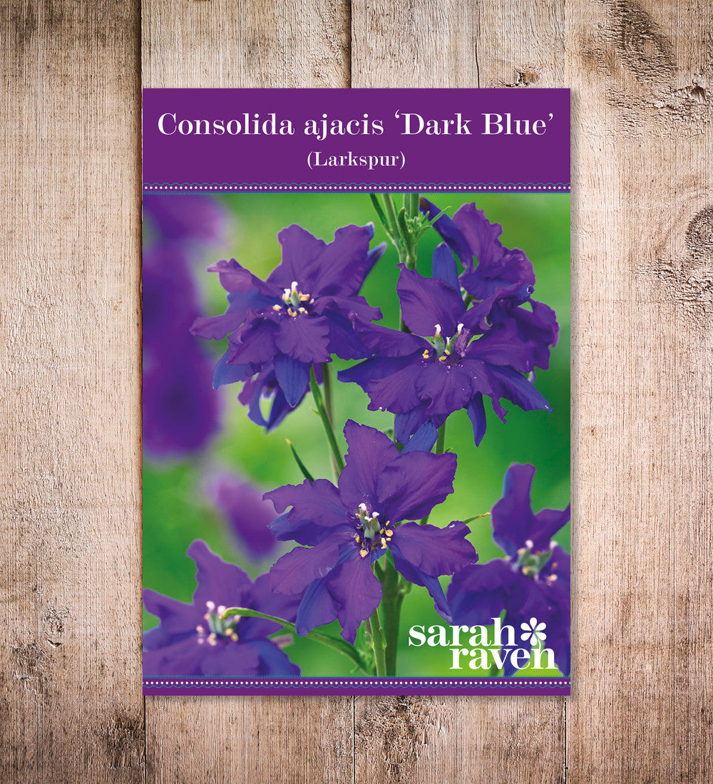 Consolida ajacis 'Dark Blue'