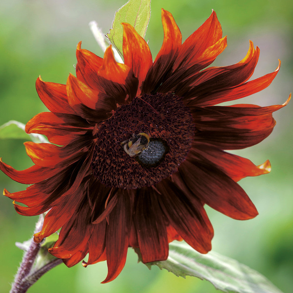 Helianthus annuus 'Claret' F1 (Sunflower)