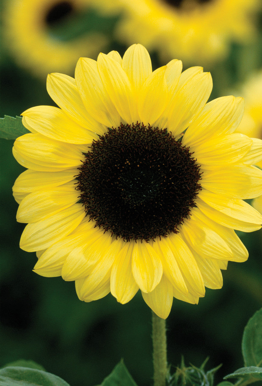 Sunflower Seed Collection