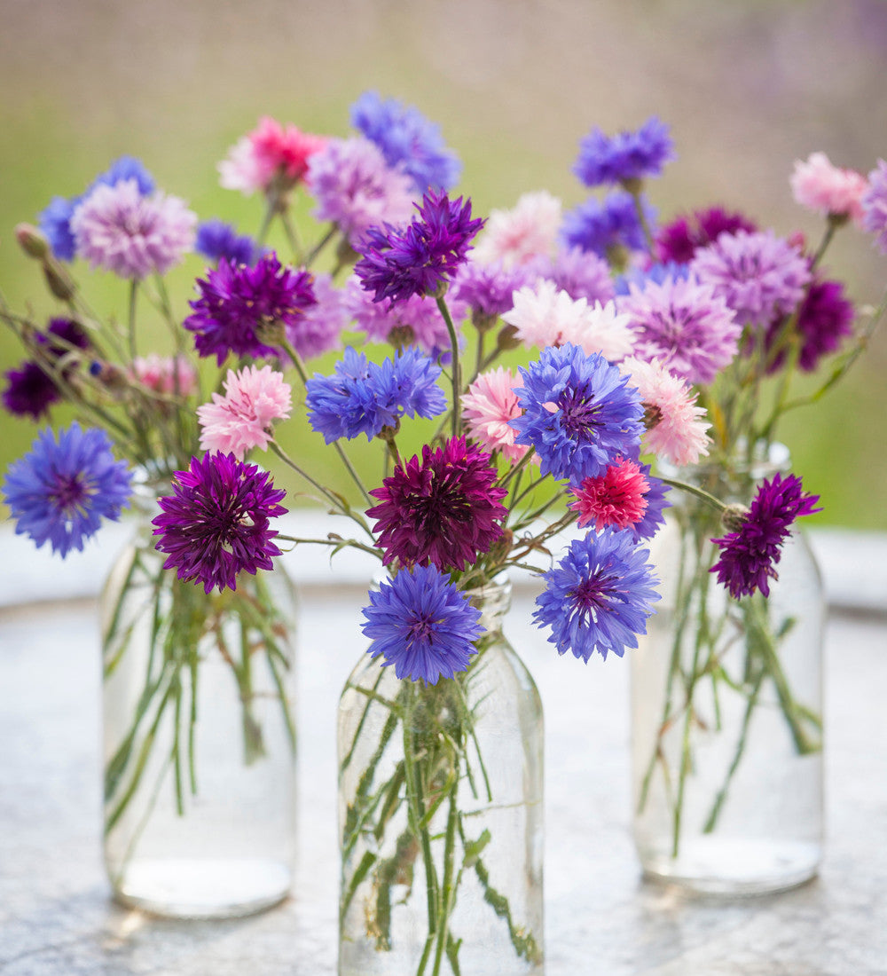 Centaurea cyanus 'Polka Dot Mixed'