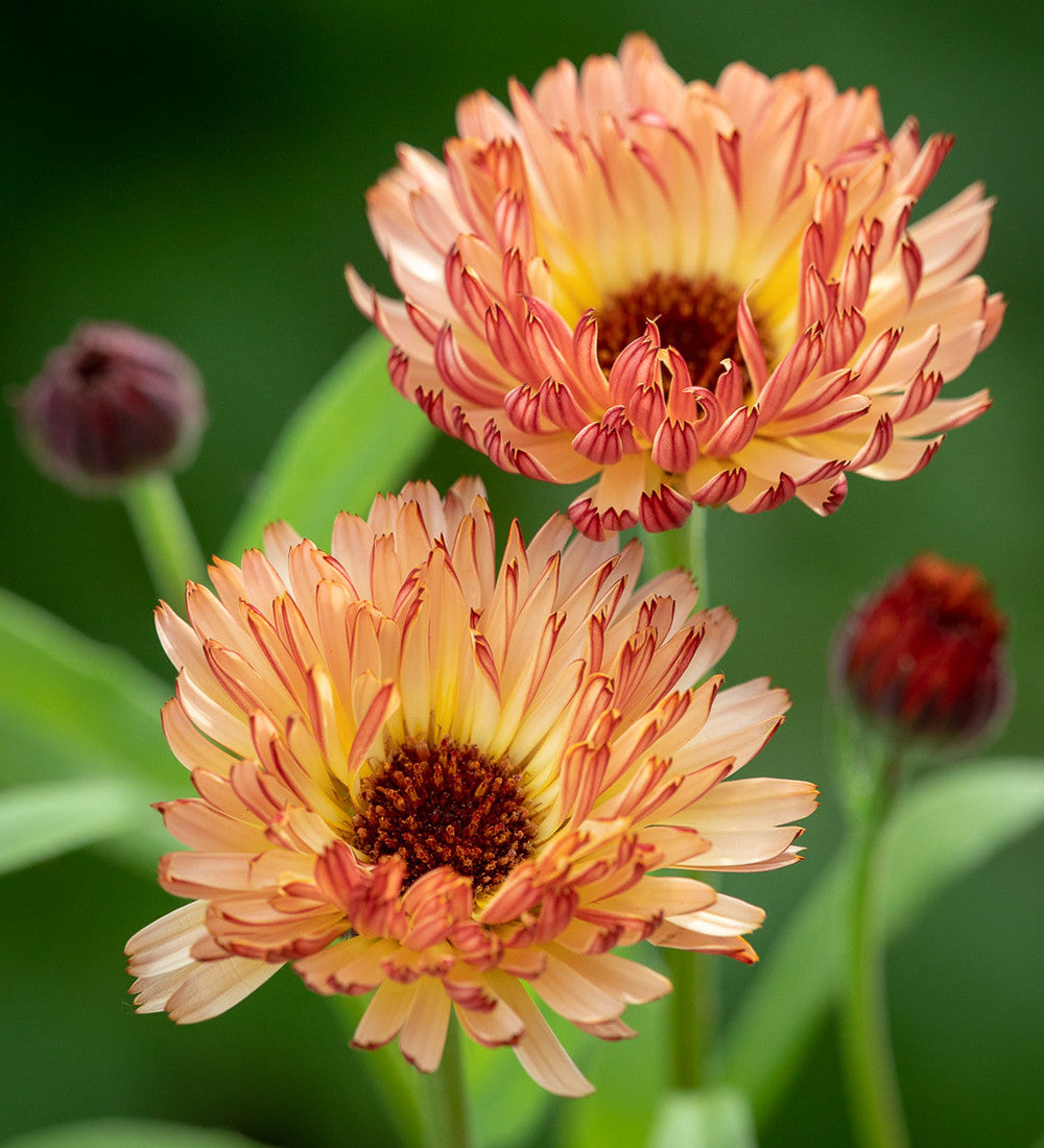 Calendula officinalis 'Sunset Buff'