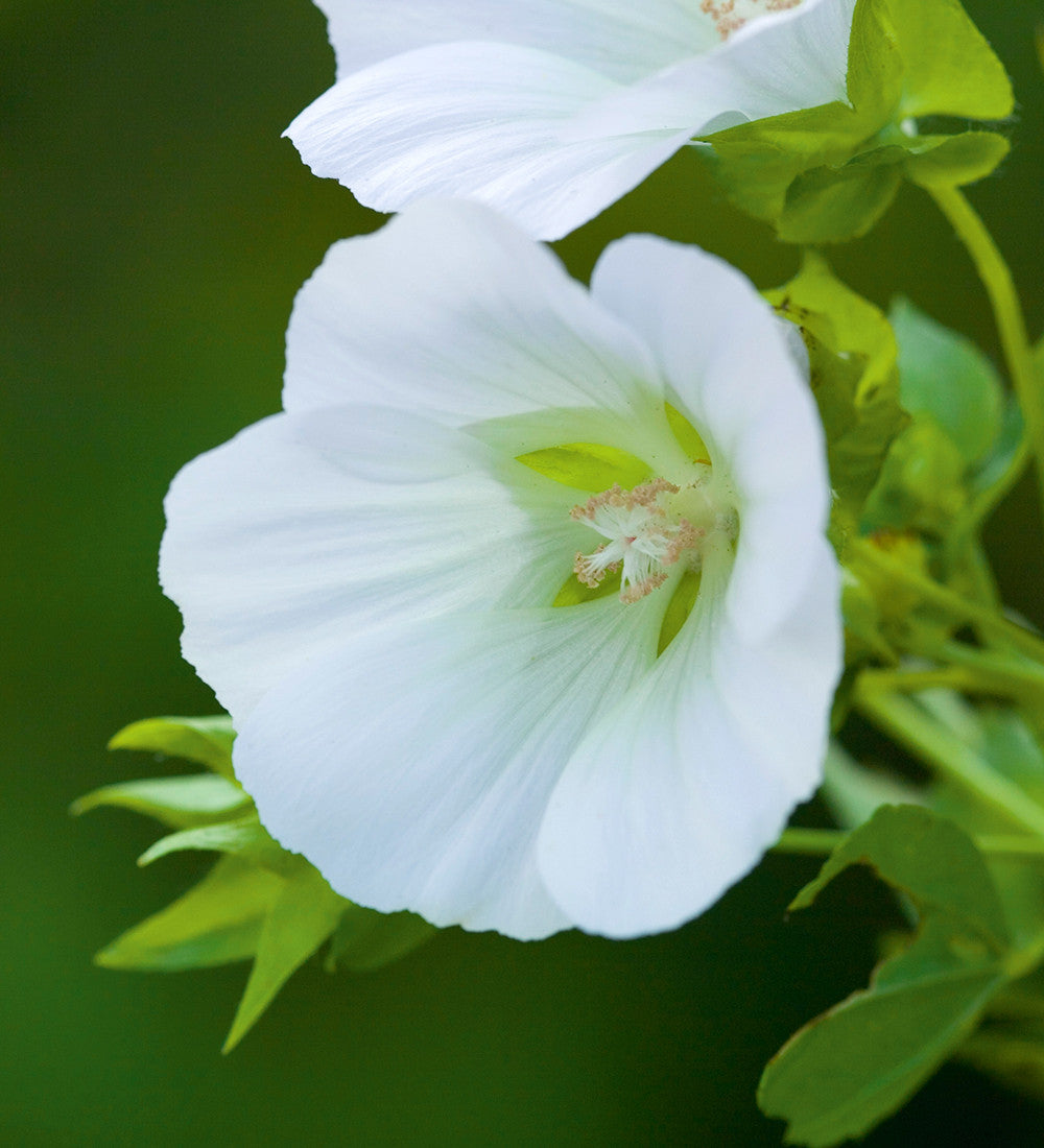Malope trifida 'Alba'