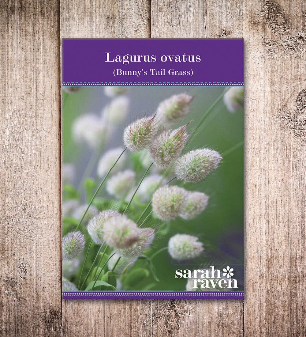 Lagurus ovatus (Bunny's Tail Grass)