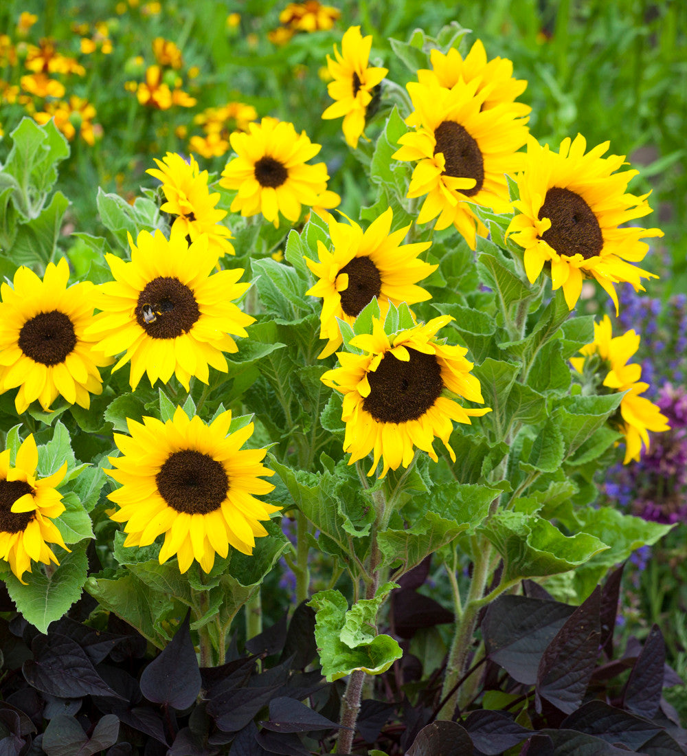 Helianthus annuus 'Micro Sun' (Sunflower)