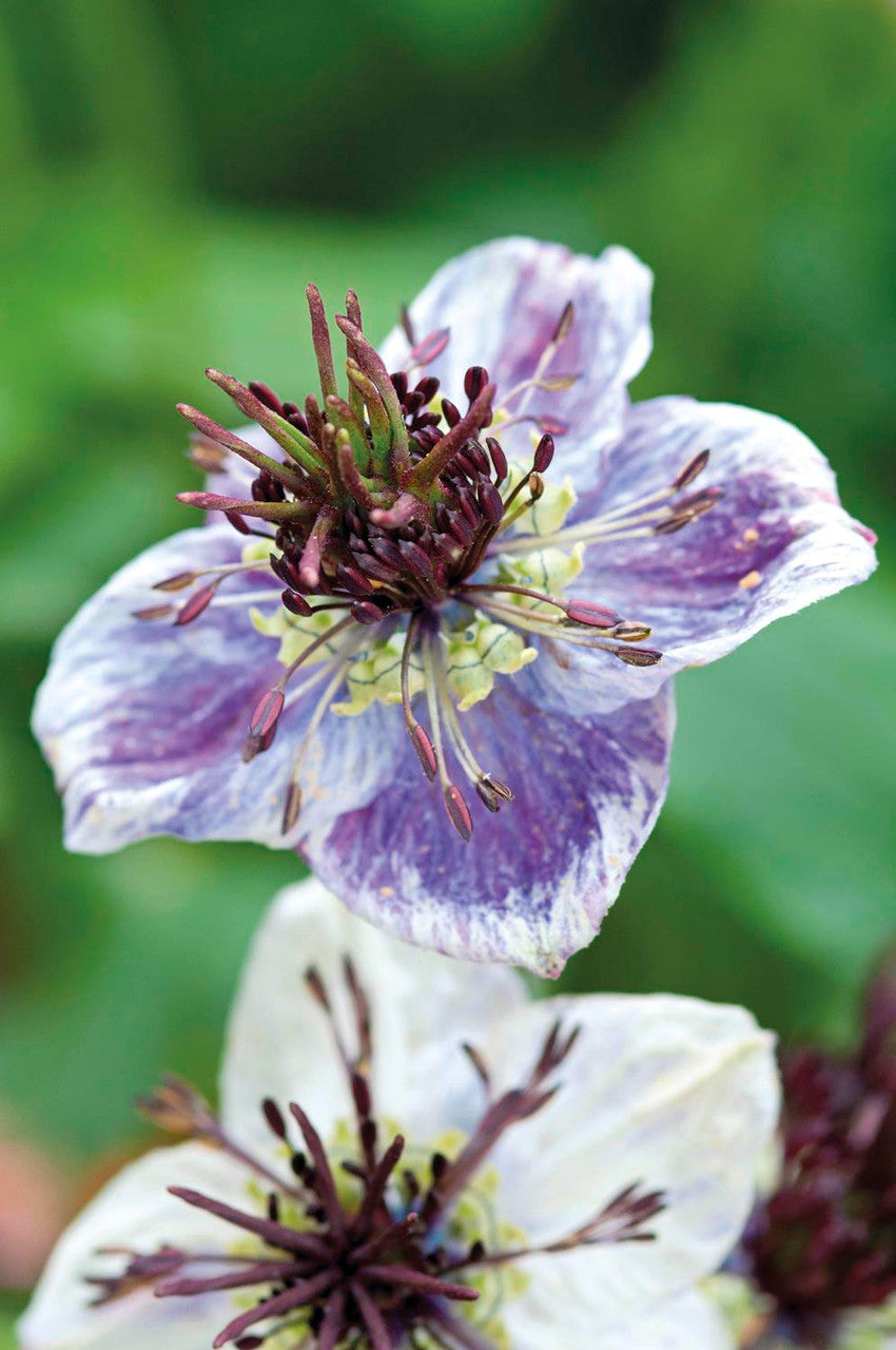 Nigella papillosa 'Delft Blue'