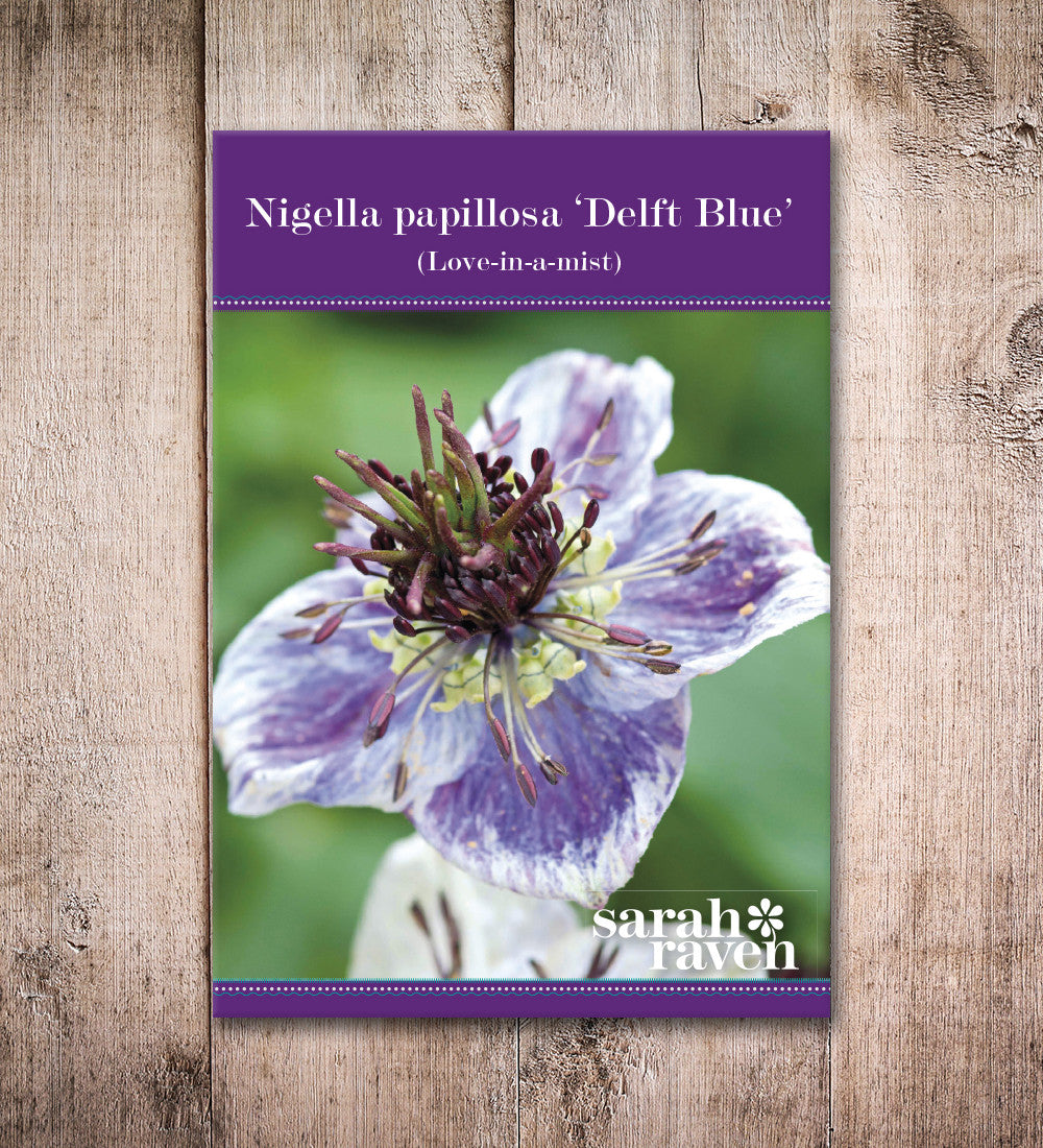 Nigella papillosa 'Delft Blue'
