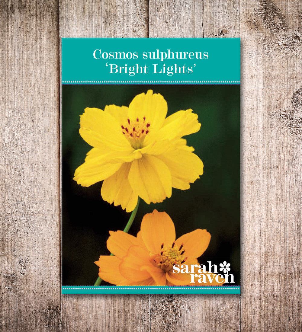 Cosmos sulphureus 'Bright Lights'
