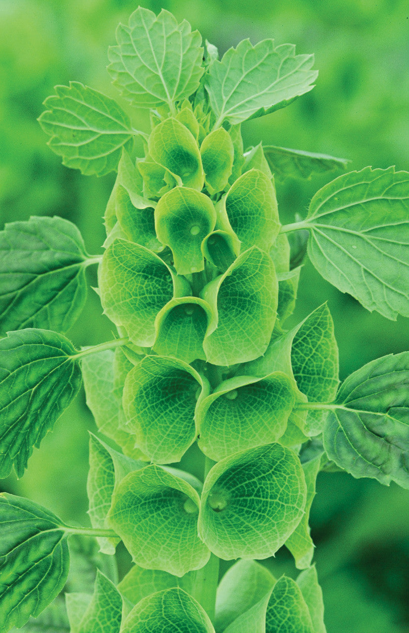 Moluccella laevis (Bells of Ireland)