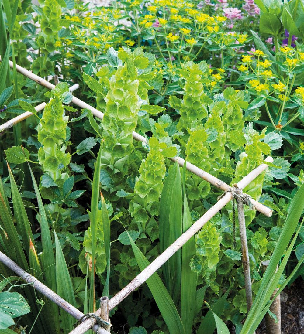 Moluccella laevis (Bells of Ireland)