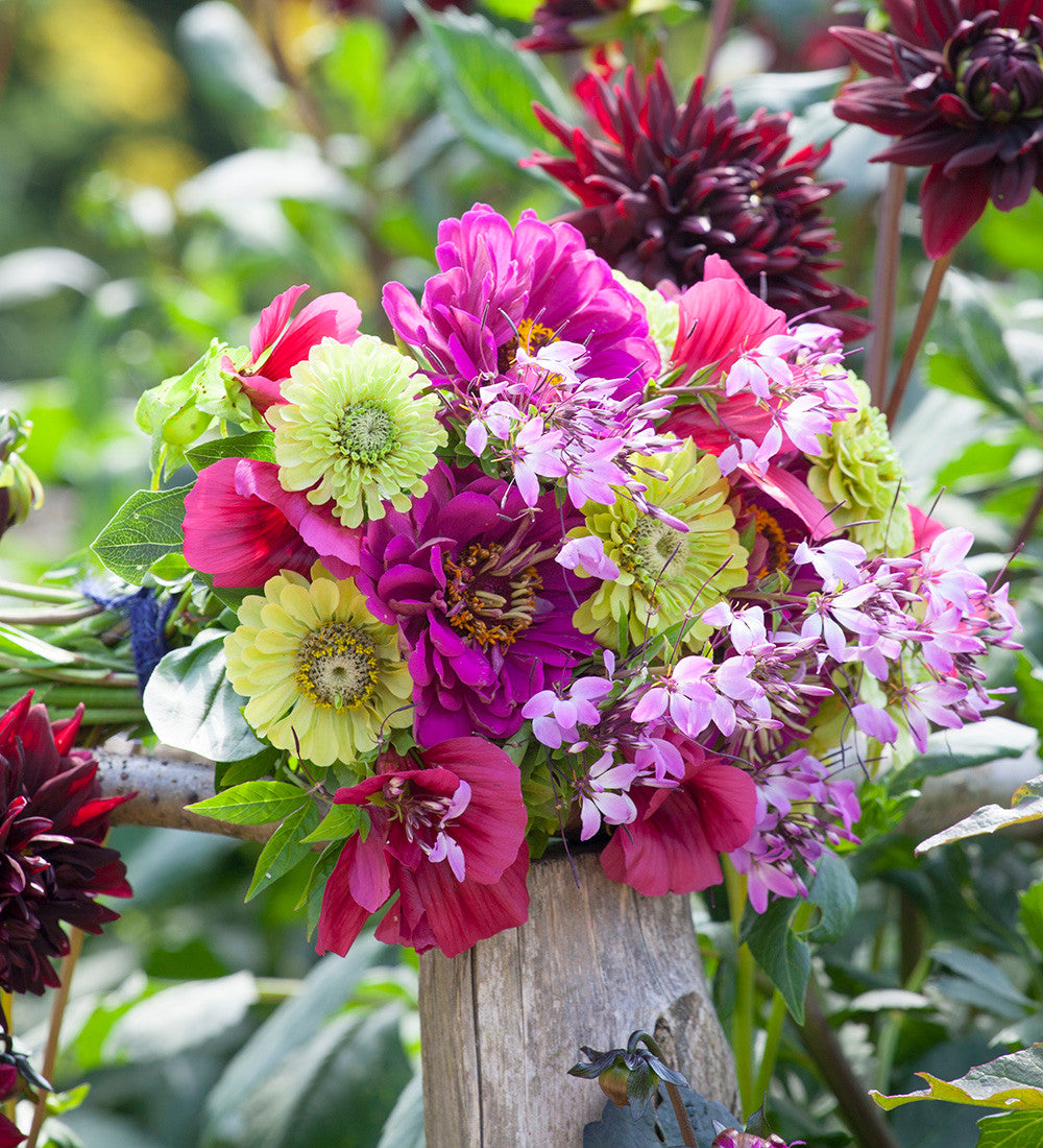 Zinnia elegans 'Benary's Giant Purple Prince'