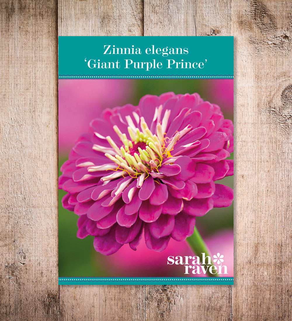 Zinnia elegans 'Benary's Giant Purple Prince'