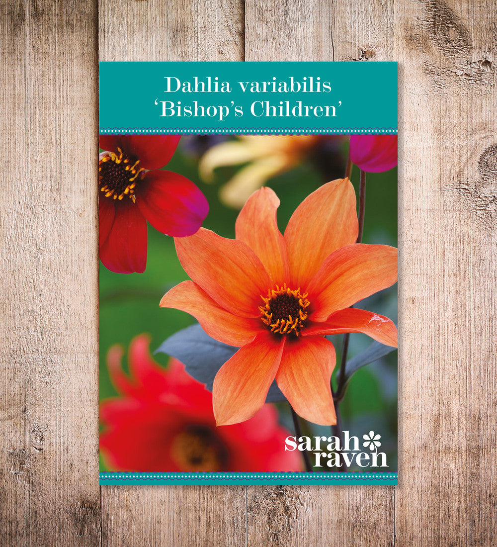 Dahlia variabilis 'Bishop's Children'