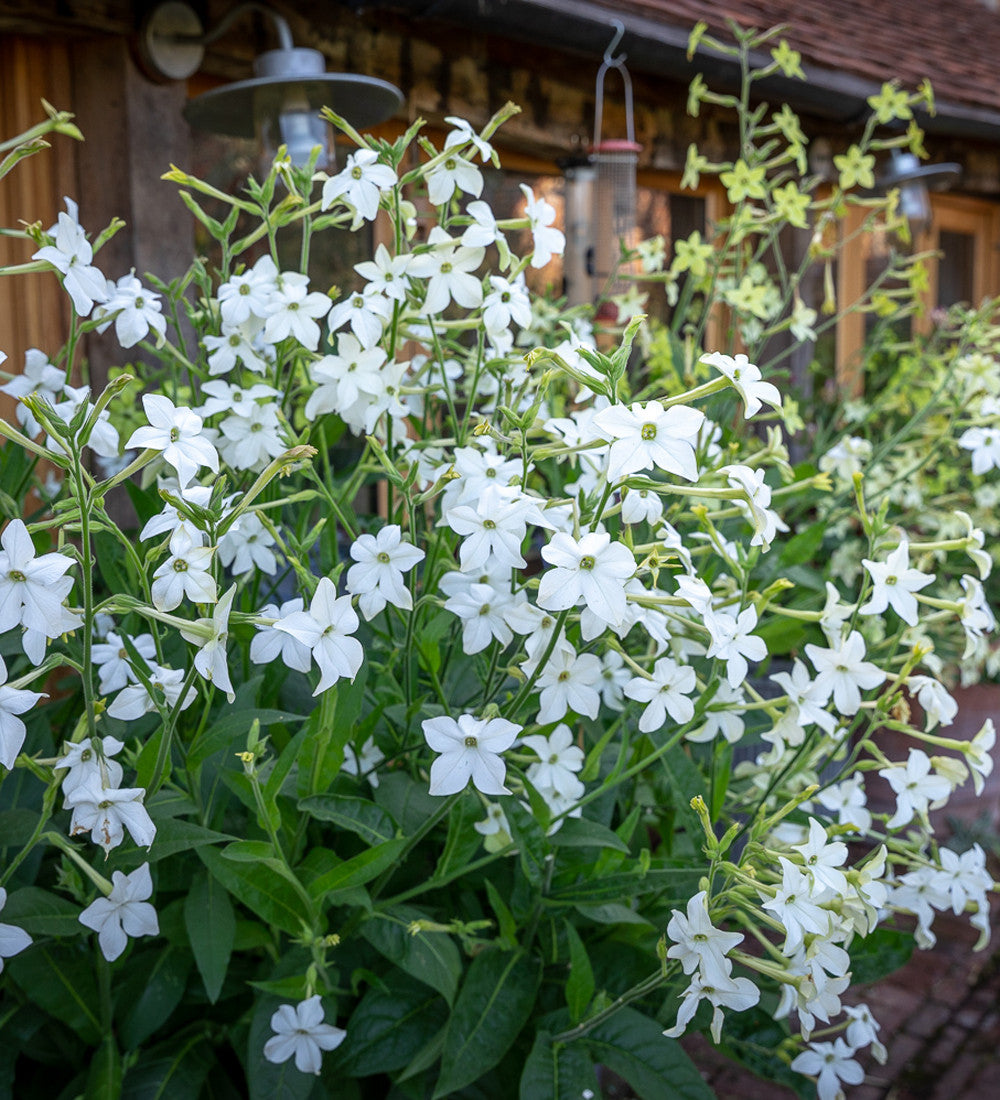 Nicotiana alata 'Grandiflora'