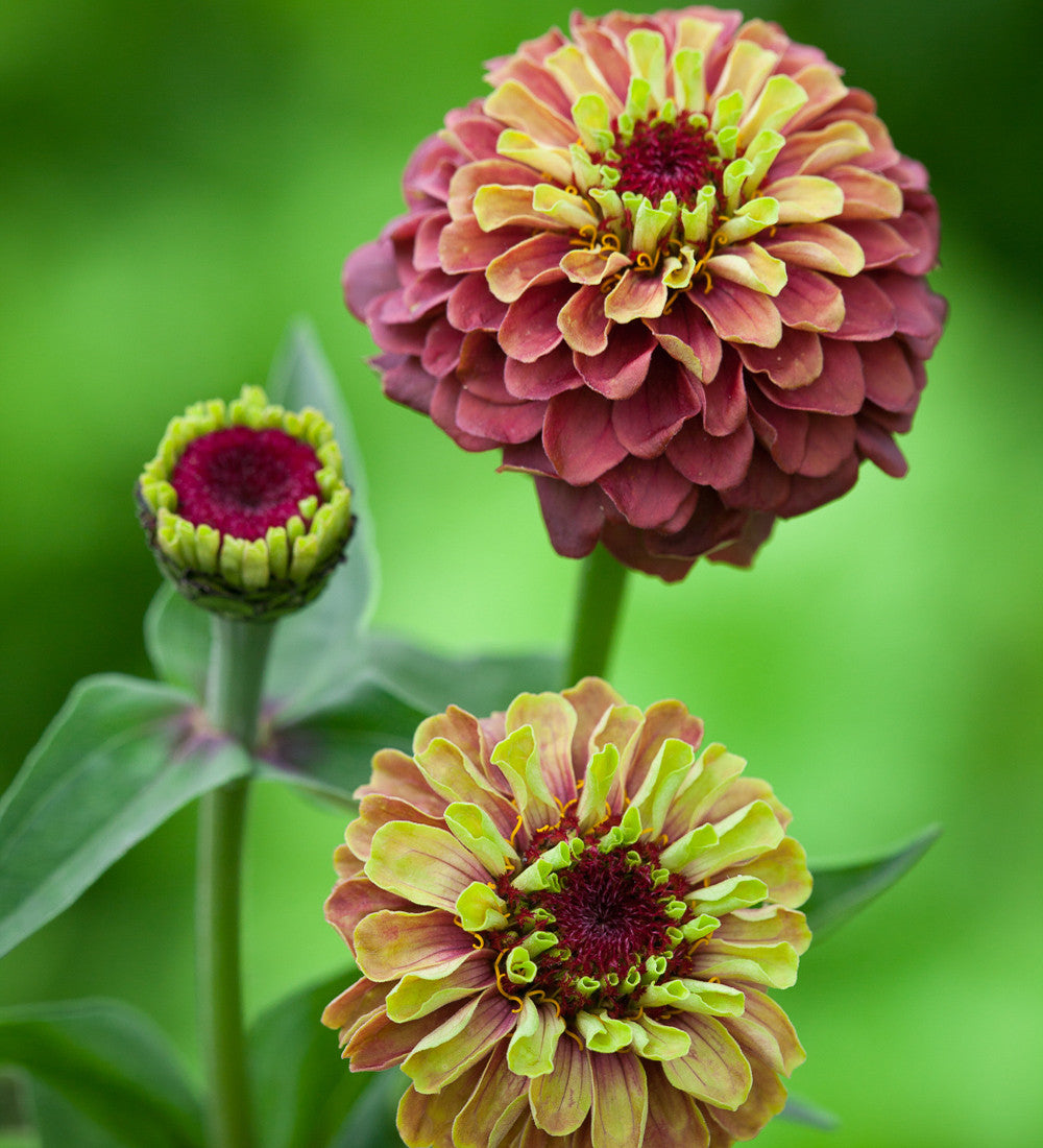 Zinnia elegans 'Queeny Lime Red'