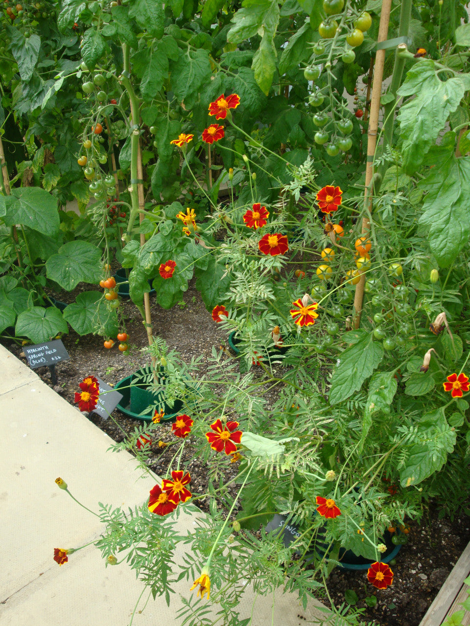 Tagetes patula 'Linnaeus Burning Embers'