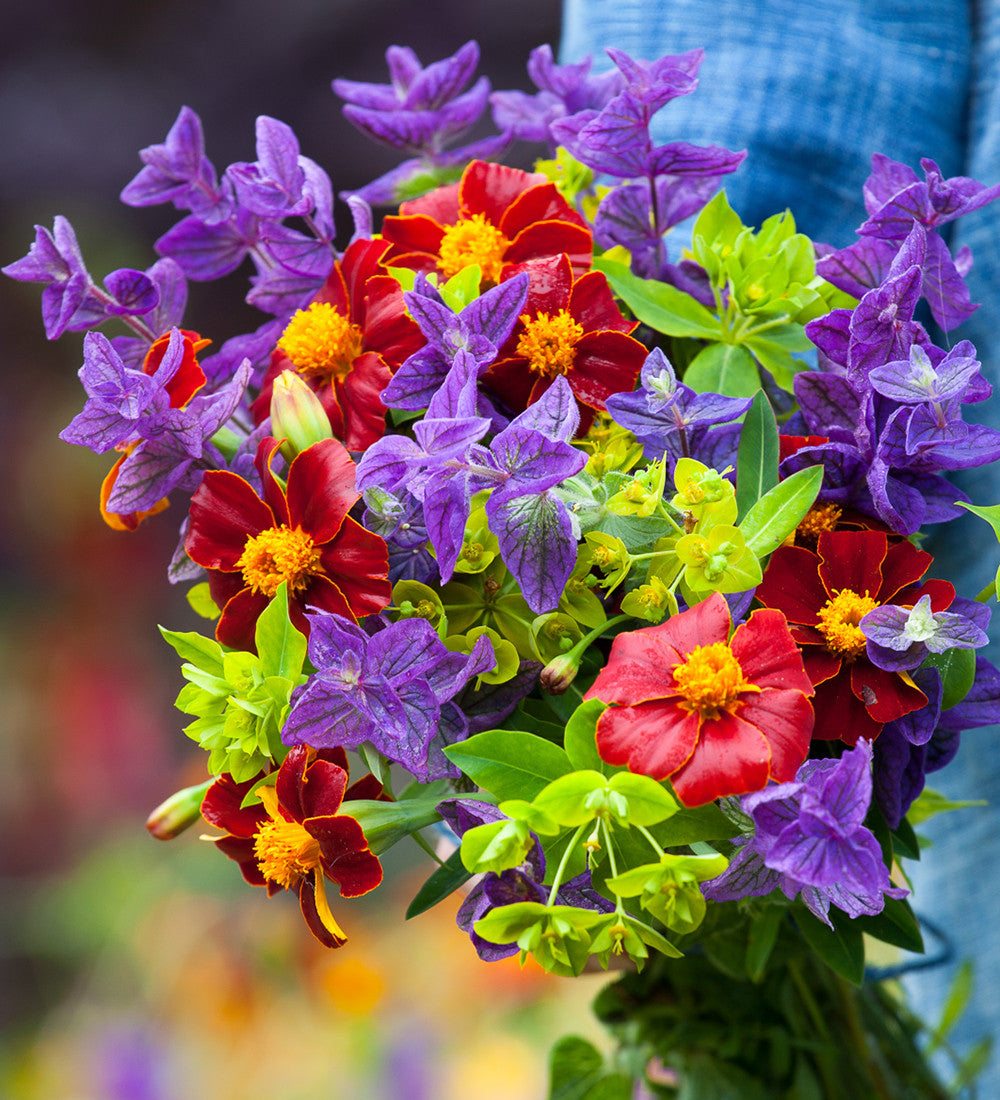 Tagetes patula 'Linnaeus Burning Embers'