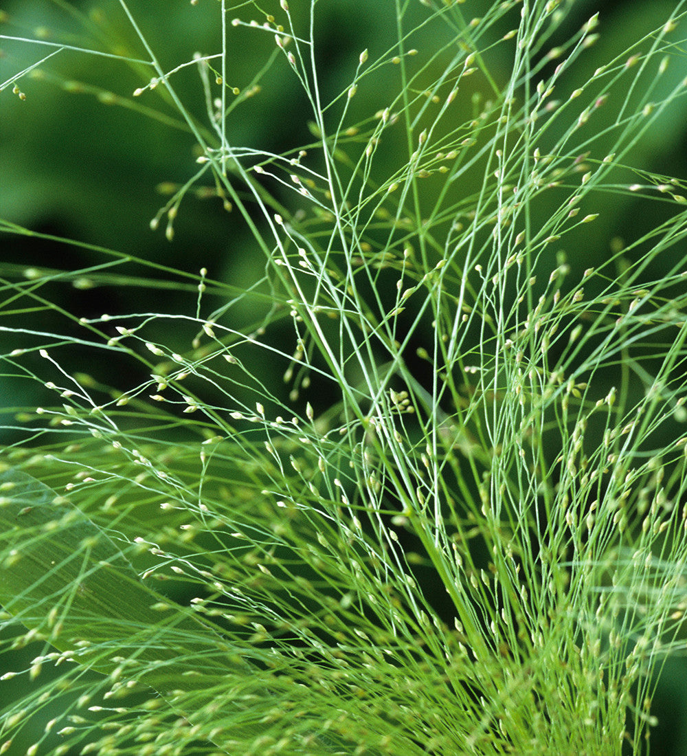 Panicum capillare 'Sparkling Fountain'