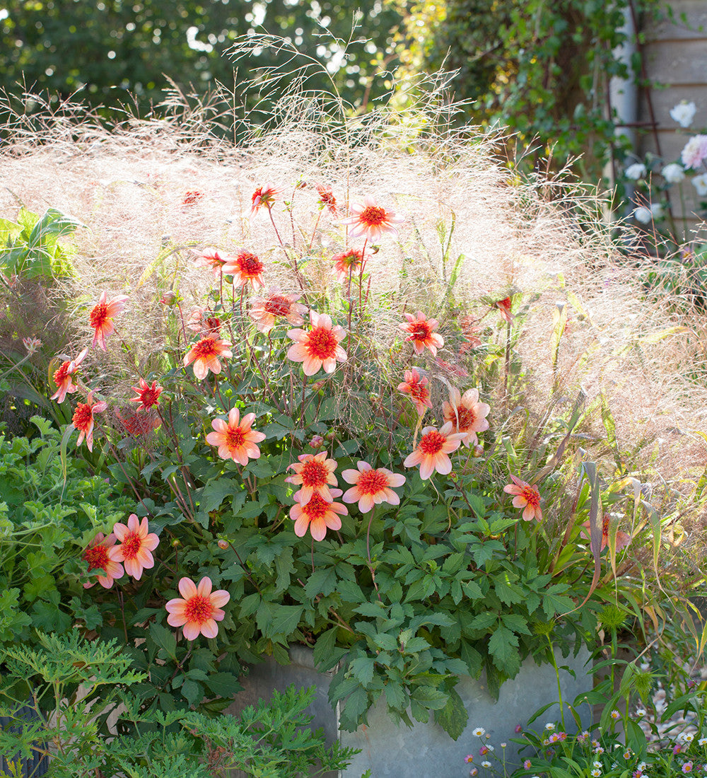 Panicum capillare 'Sparkling Fountain'