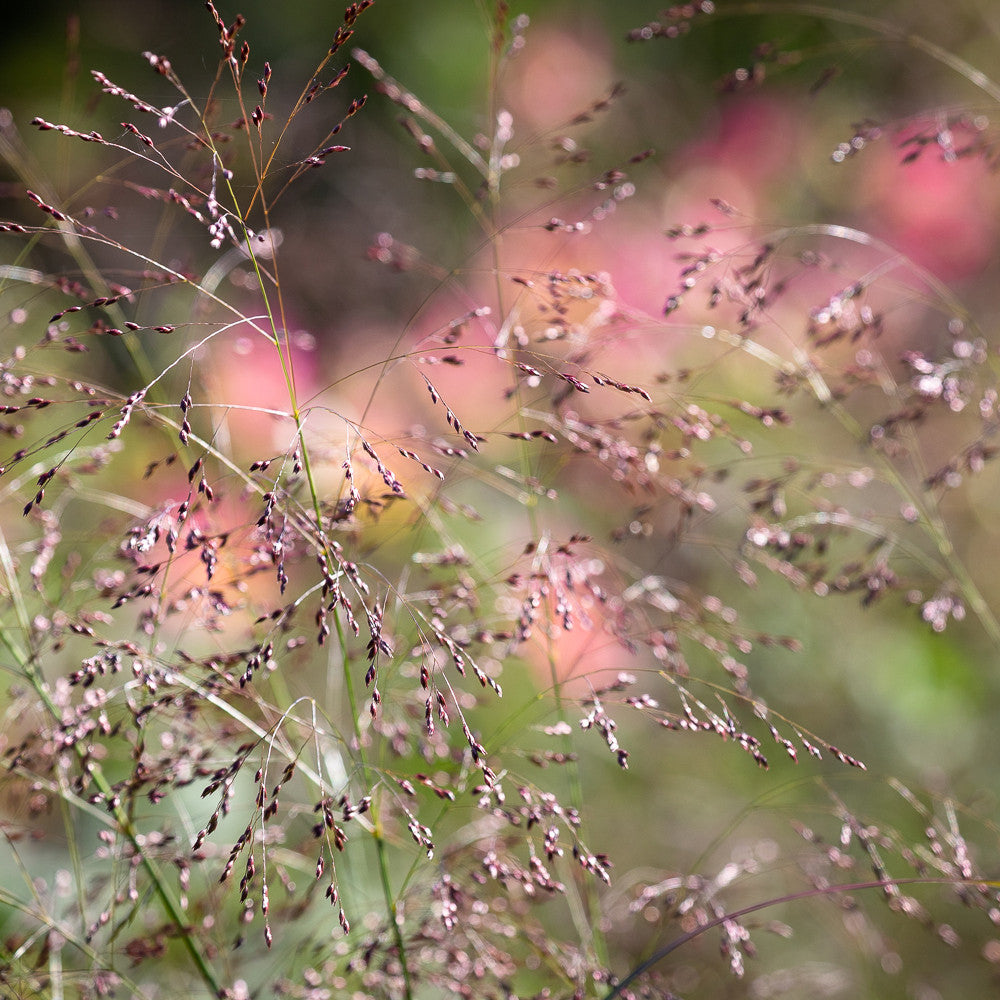 Panicum capillare 'Sparkling Fountain'