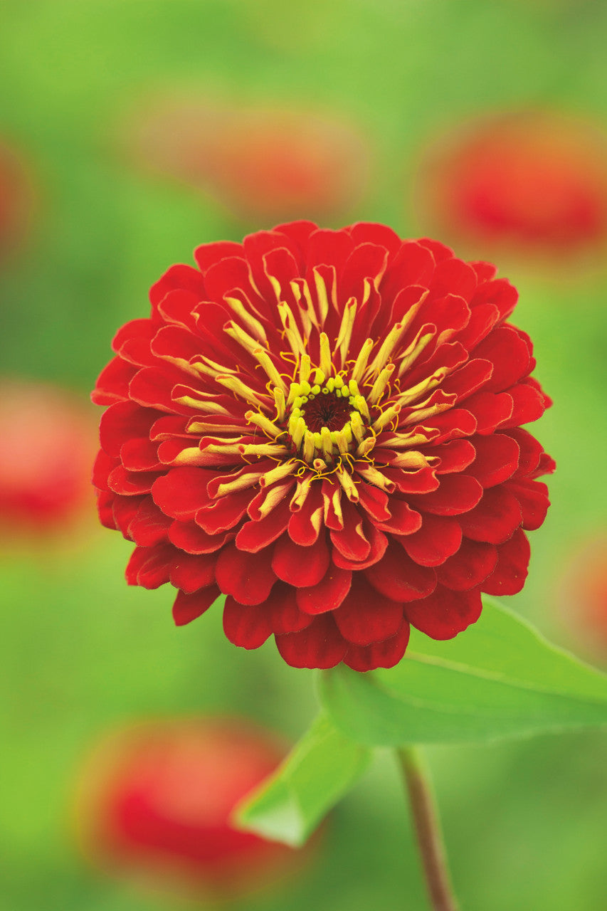Genoa Zinnia Mix