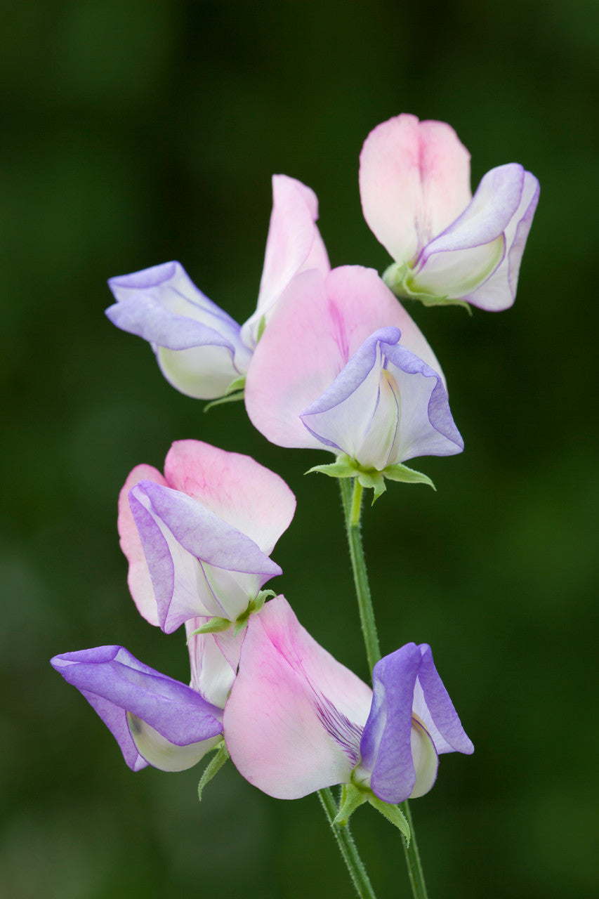 Sweet Pea 'Fire and Ice'