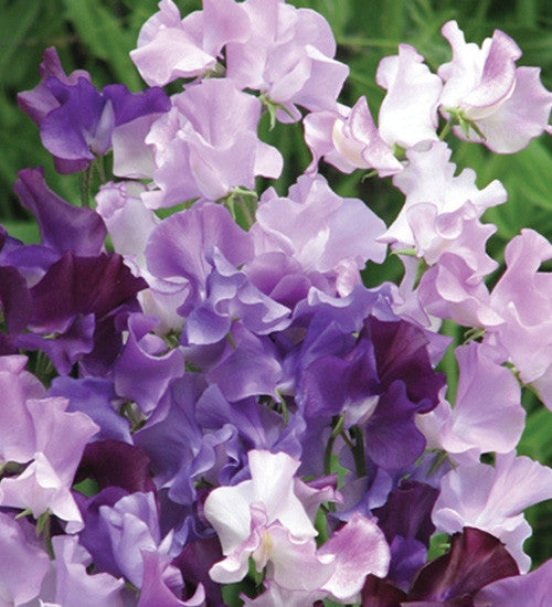 The Ultimate Sweet Pea Collection